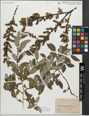 Foto von Salix myrsinifolia Salisb.